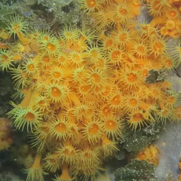 Baptême de Plongée à Fréjus en région PACA et Corse