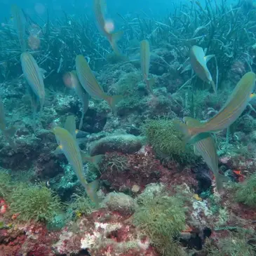 Sport Aquatique en région PACA et Corse Sport Aquatique en région PACA et Corse