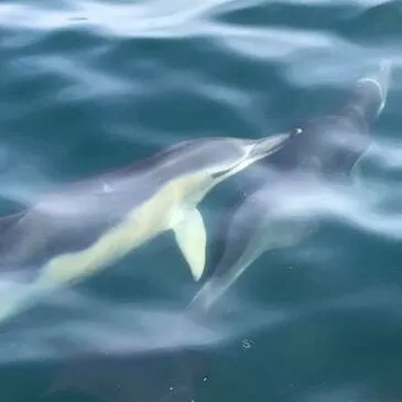 Jet ski Scooter des mers proche Lorient Jet ski Scooter des mers proche Lorient