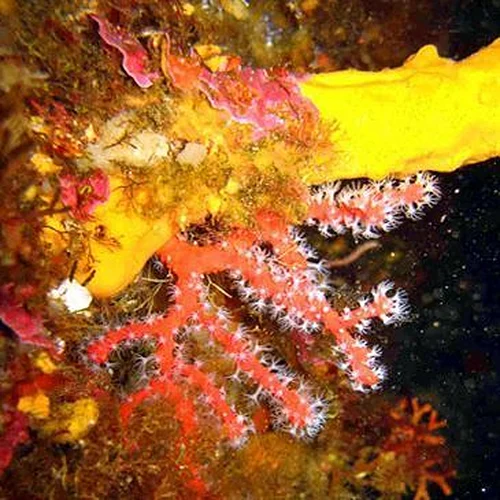 Activité : Baptême de Plongée à Cargèse