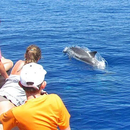 Activité : Rencontrer des Baleines et des Dauphins à Cannes