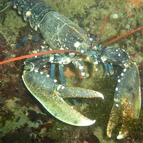 Activité : Initiation à l'Apnée à Quiberon