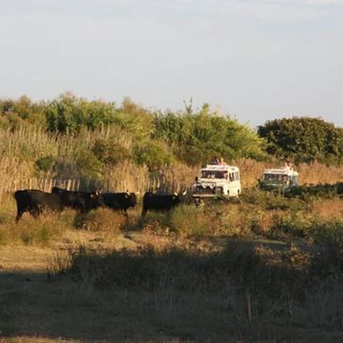 Activité : Randonnée Safari en 4x4 en Camargue près d'Arles