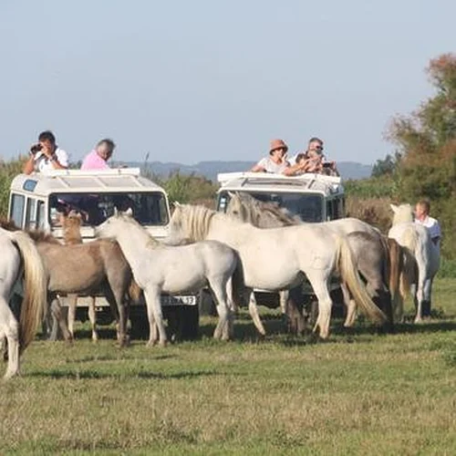Activité : Randonnée Safari en 4x4 en Camargue à Aigues-Mortes