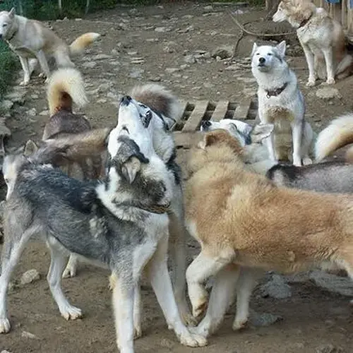 Activité : Randonnée Estivale en Chiens d'Attelage près de Grenoble