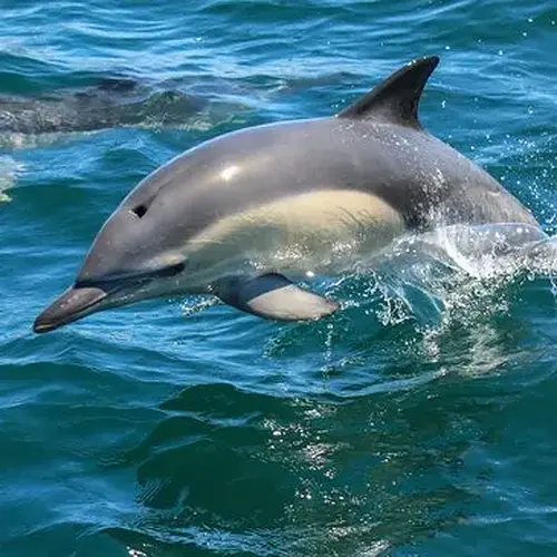 Activité : Sortie en Mer à la rencontre des Dauphins à Arzon