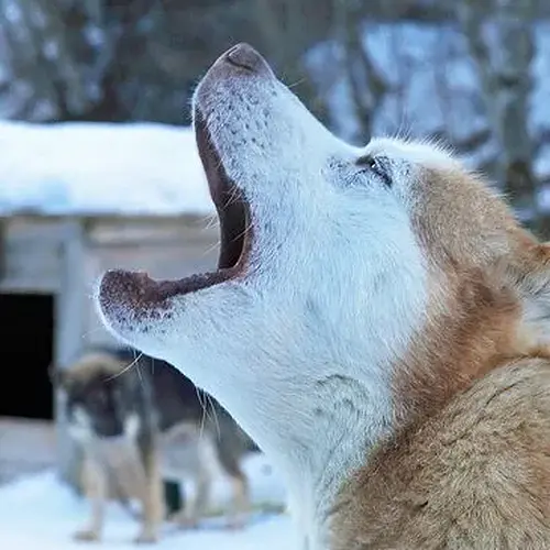 Activité : Randonnée en Chiens de Traîneau dans les Pyrénées Catalanes