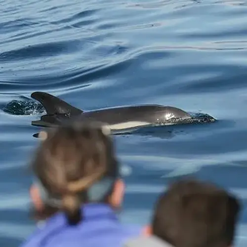 Activité : Sortie en Mer à la rencontre des Dauphins à Lorient
