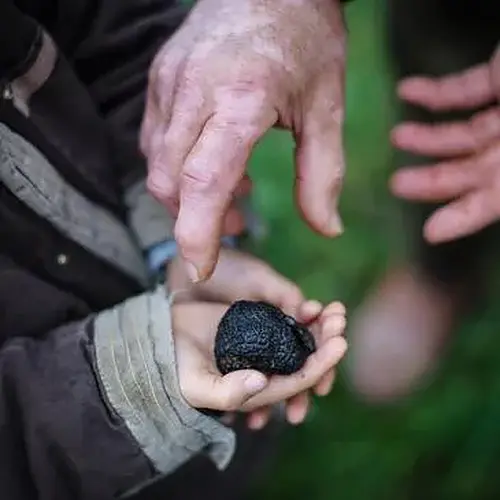 Activité : Atelier Dégustation de Truffes près de Bollène