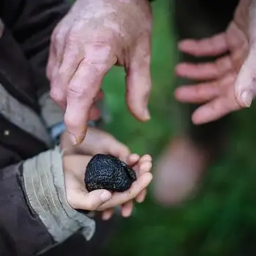 Activité : Cours de Cuisine Autour de la Truffe près de Bollène