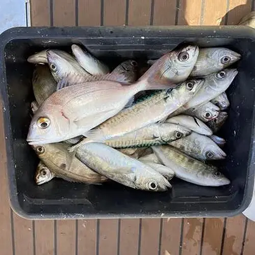 Activité : Pêche Côtière en Bateau à Palavas-les-Flots