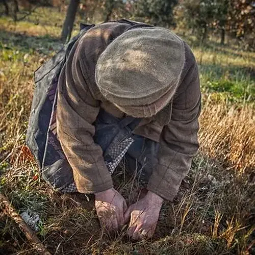 Activité : Visite d'une Truffière avec Dégustation à Chinon