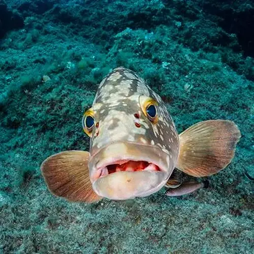Activité : Balade en bateau et snorkeling dans les Calanques de Marseille