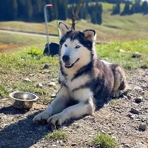 Activité : Balade en Cani-Rando près d'Annecy