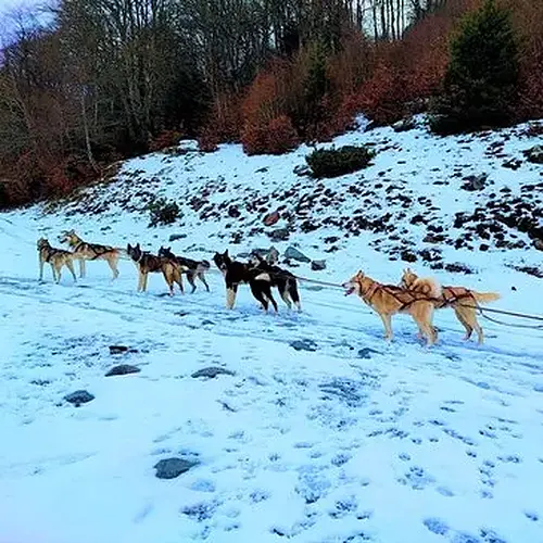 Activité : Randonnée en Chiens de Traîneau près de Bagnères-de-Luchon