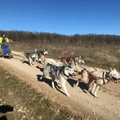 Activité : Randonnée en Cani-kart près de Troyes