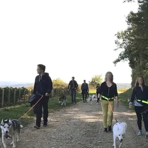 Activité : Balade en Cani-Rando près de Troyes