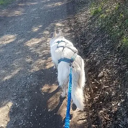 Activité : Balade en Cani-Rando près d'Evian-les-Bains