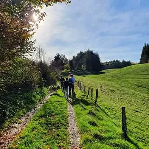 Activité : Balade en Cani-Rando près de Thonon-les-Bains