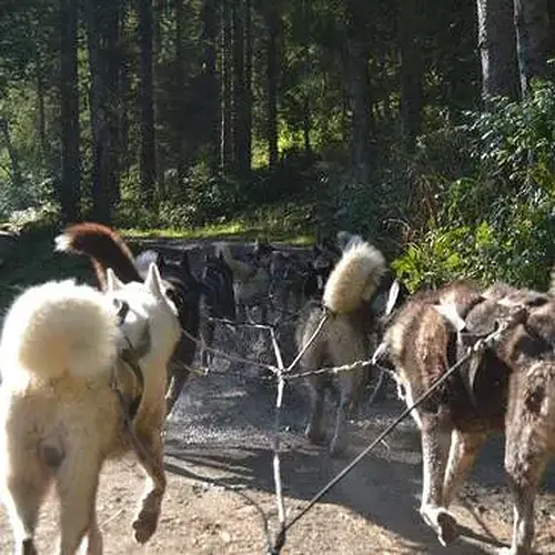 Activité : Promenade en Cani-kart près de Thonon-les-Bains