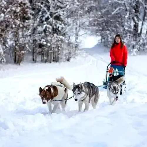 Activité : Randonnée en Chiens de Traîneau à Mont-Saxonnex