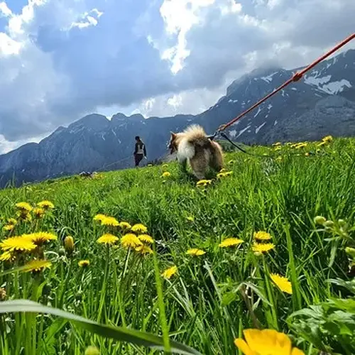 Activité : Balade en Cani-Rando à Mont-Saxonnex