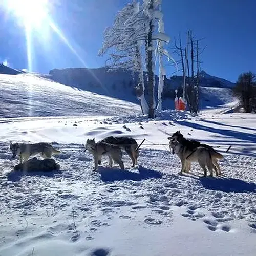 Activité : Randonnée en Chiens de Traineau à Auron