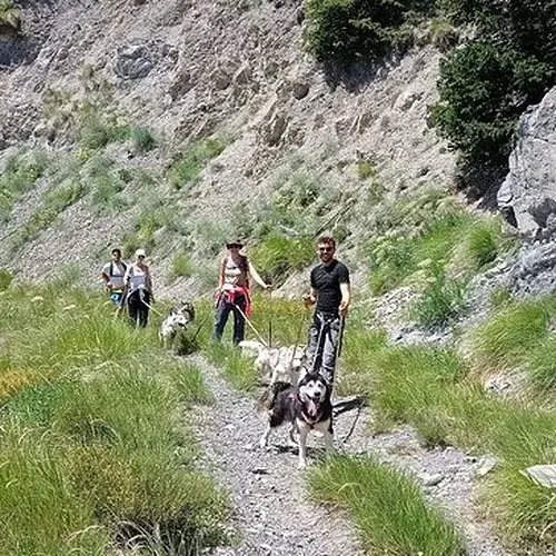 Activité : Balade en Cani-rando à Auron