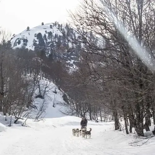Activité : Randonnée en Chiens de Traîneau à La Pierre Saint-Martin