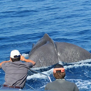 Rencontre avec les dauphins femme enceinte